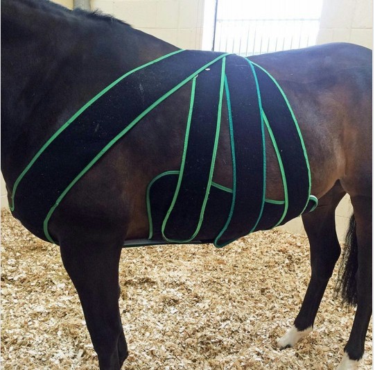 Lab 10 Colic in Horses